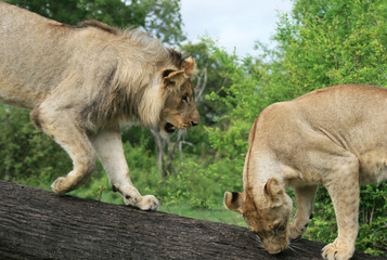 Parade amoureuse entre un lion et une lionne