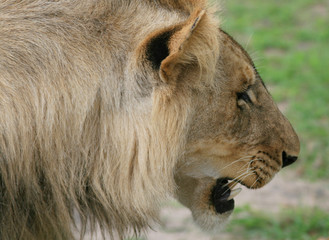 Plan rapproché d'un lion