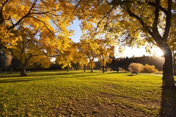 Fall color during sunrise