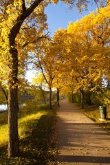 Naklejka premium Path in Autumn