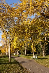 Fototapeta premium Path in Autumn