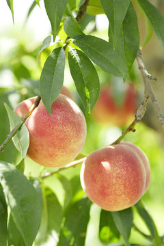 Peach_Tree_01