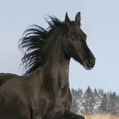 Fototapeta na wymiar czarny koń biegnie galopem