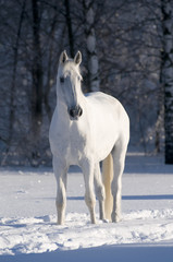Obraz na płótnie Canvas white horse stallion portrait