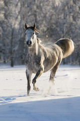 Fototapeta na wymiar Biały Koń uruchamia Kłus