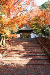 安楽寺の山門の紅葉