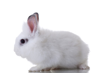 White cute rabbit
