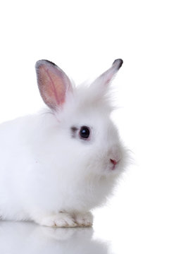 very cute little white rabbit