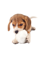 beagle puppy chewing on a fur ball