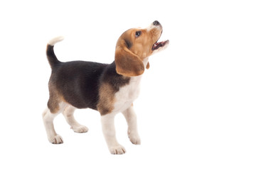 beagle puppy barking