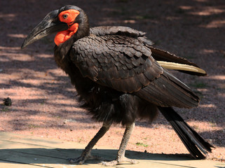 calao terrestre d'abyssinie
