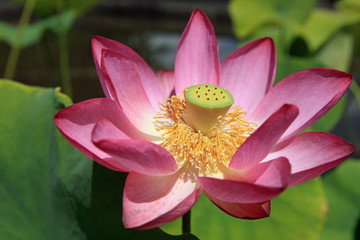 lotus nelumbo nucifera
