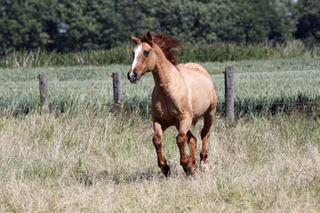 Fototapeta premium Pferd auf einer Weide