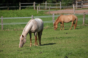 Zwei Pferde auf einer Weide