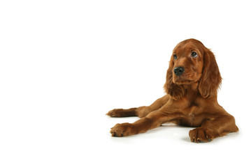puppy setter