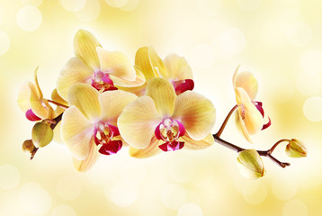 Yellow orchid on a light background