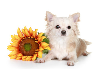 Chihuahua dog with sunflower on a white background