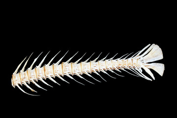fishbone
