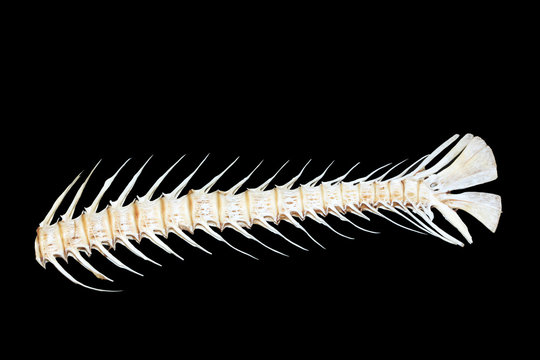 fishbone