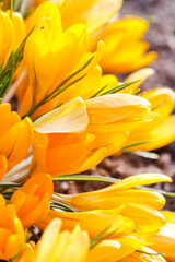 rich spring flowers