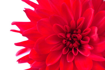 Macro view of red flower dahlia  isolated