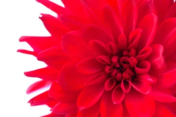 Photo sur Aluminium Dahlia Macro view of red flower dahlia  isolated