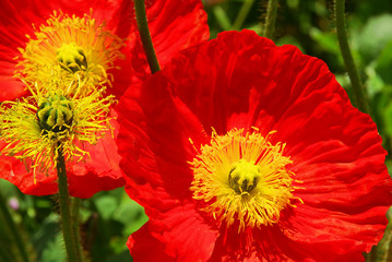 Naklejka premium Isländischer Mohn - iceland poppy 07