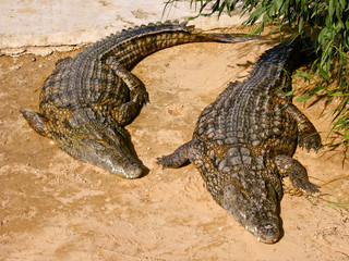 A pair of crocodiles laying on the sand