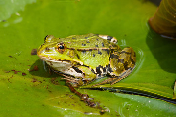 A portrait of a green frog sitting on the leaf
