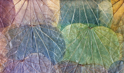 Grunge background of colorful dried leaves