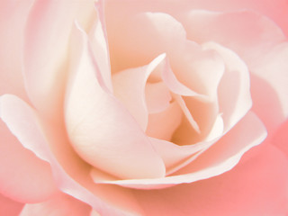 Rosenblüte
