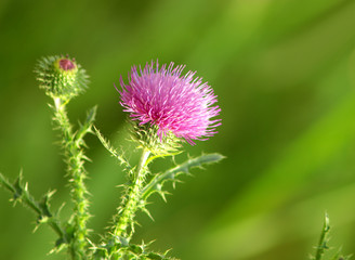 Pink Tropical Flower
