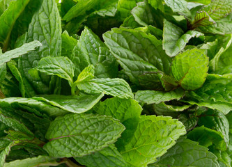 closeup of various fresh mint leafs