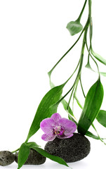 orchidée et bambou de la chance sur galets noirs