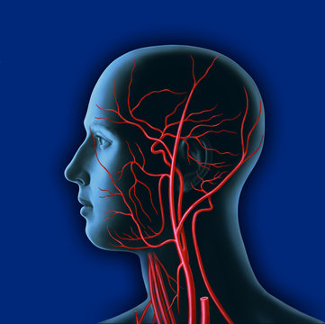 Arterien des menschlichen Kopfes