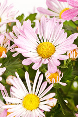 Chrysanthemum Flowers