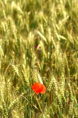 Fototapeta premium Coquelicot_4