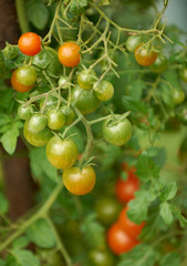 Cherry-tomatoes