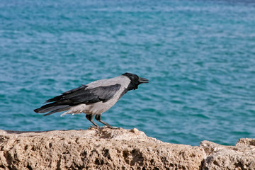 Fototapeta na wymiar Crow at the seaside