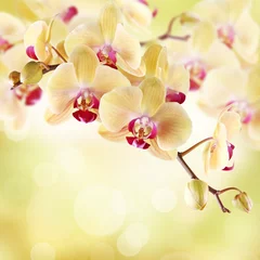 Stickers pour porte Orchidée Orchidée jaune sur fond clair