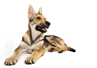 Chien Loup Tchecoslovaque Wall Mural Wallpaper Murals Wallsheaven Cynoclub