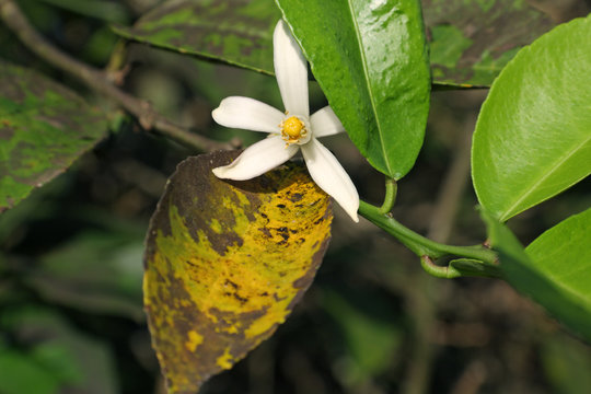 fleur de citronnier