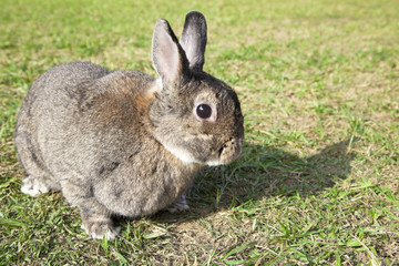chinese rabbit on the green grass