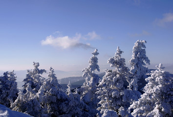 Świerki i chmury © GKor