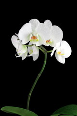 Naklejka na ściany i meble White orchid with drop of dew