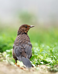 Eurasian Blackbird - female Turdus merula