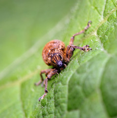 Close-up of Snout beetle. Hylobius abietis