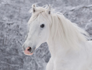 Fototapeta na wymiar biały koń w zimie