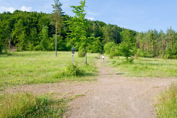 Fototapeta na wymiar Skrzyżowanie dróg leśnych