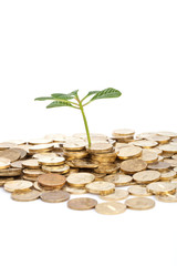 green plant and coins